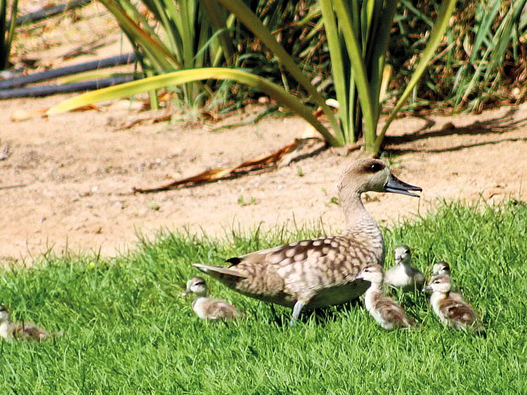 1.2036190-2226094802