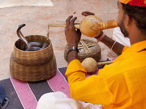 Indian snake charmers refusing to change their tune