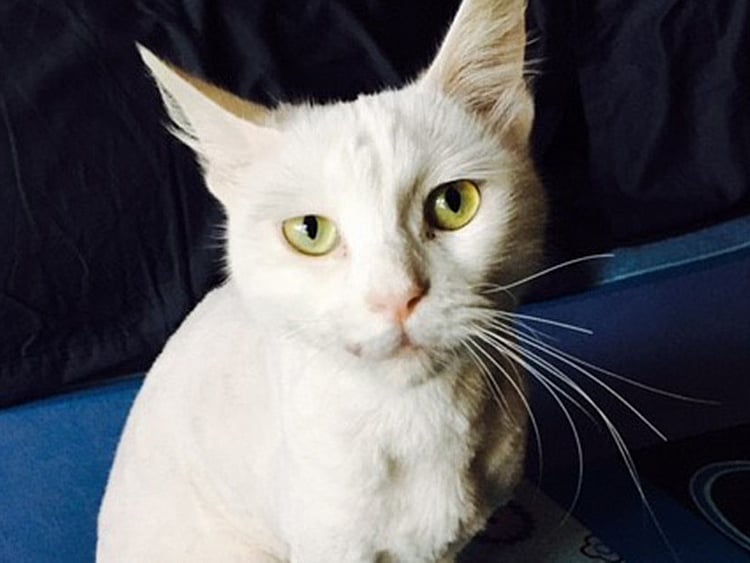 1.2044737-2484747037