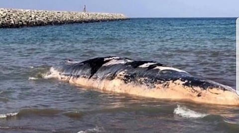 20m-long whale carcass found off Fujairah coast