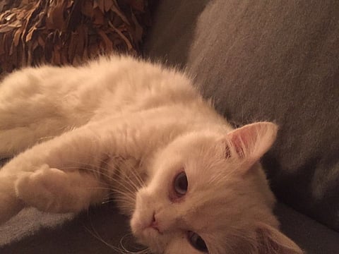 Felines looking for a home