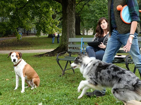 ‘Downward Dog’ TV show cancelled