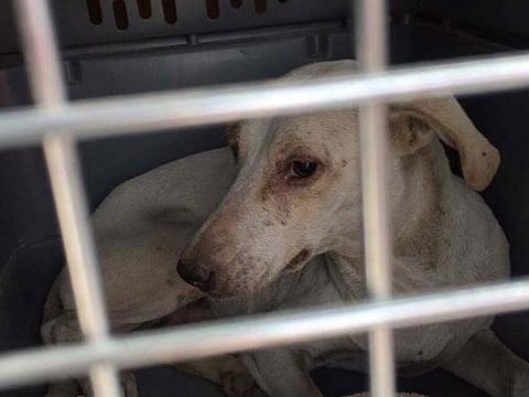 The development came after Pakistan last month announced its first comprehensive animal welfare law which includes punishments for animal cruelty crimes and bans testing and surgeries on live animals. Illustrative image.