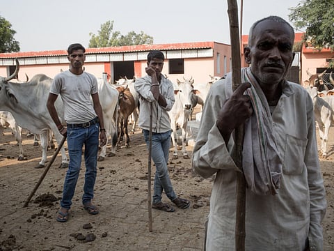 For Modi, the real test will be taming cow vigilantes