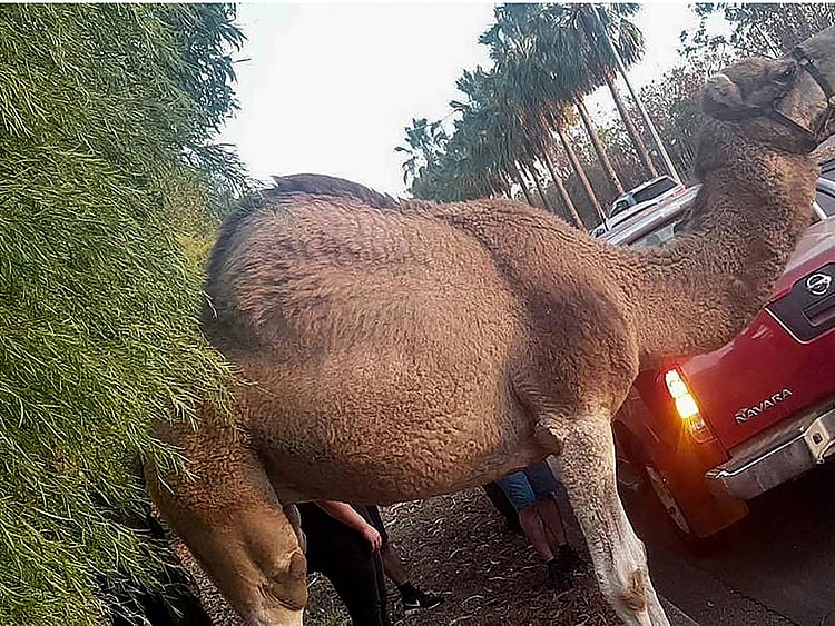 1.2056574-2289580956