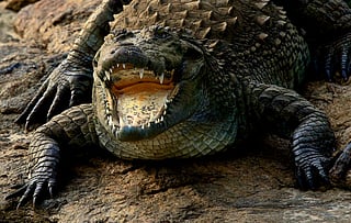 Bihar: Man fights with crocodile to save buffalo