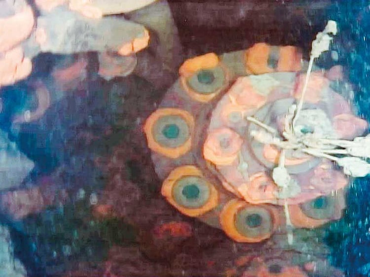 1.2063031-3942920395