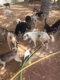 After seven years, this family home has 30 dogs