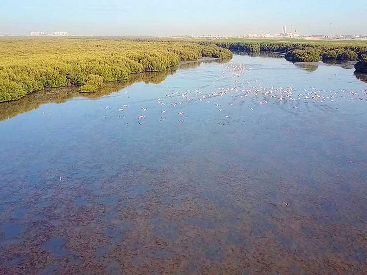 1.2064208-2202181970