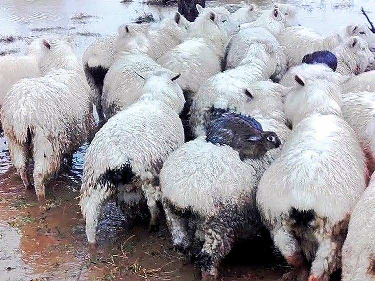 1.2064430-1808169826