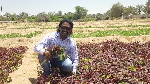How to grow your own vegetable garden in UAE