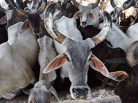 Villagers in cow bonanza after vigilantes stop truck