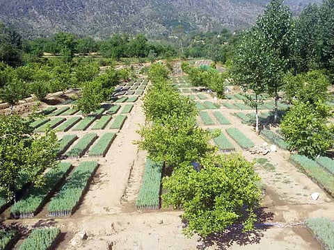 The Billion Tree Tsunami Afforestation Project aims to slow down the effects of global warming in Pakistan.