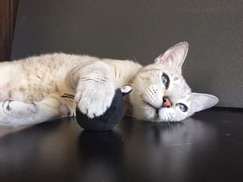 Abandoned feline is ready for some love