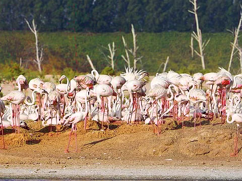  The Environment Agency – Abu Dhabi