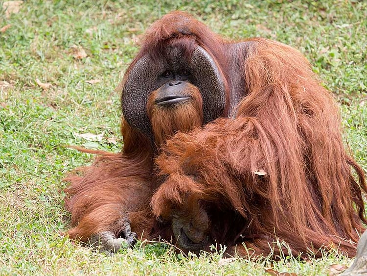 1.2070691-3107984708