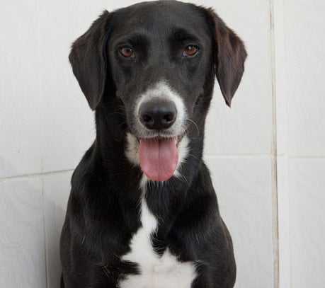 In search of a forever home