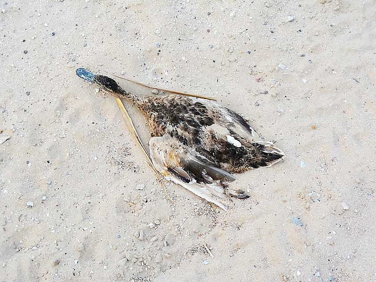 1.2089754-1178340521