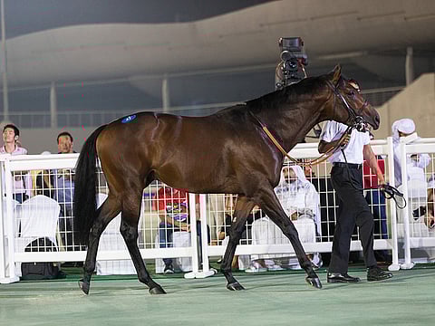 Courtesy: Dubai Racing Club