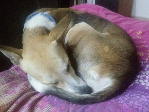 Sally Hedger-Kelleher