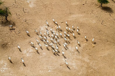Arabian Oryx reintroduction programme is success
