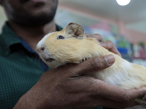 Dubai Municipality cracks down on online pet trade