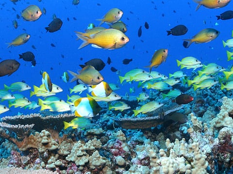 Science stories you may have missed