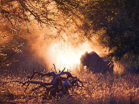 Courtesy: Robert Pringle