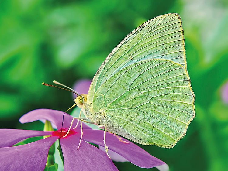 1.2156809-1326064080