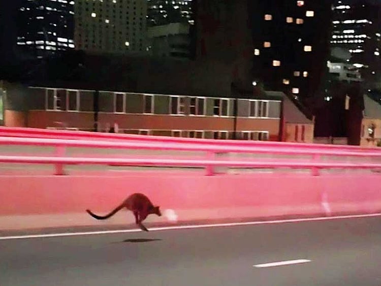 1.2158585-4178358984