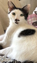 These felines are looking for your love