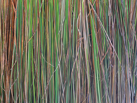 Rare plant saved by scientists