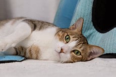 Abandoned animals look for a loving home