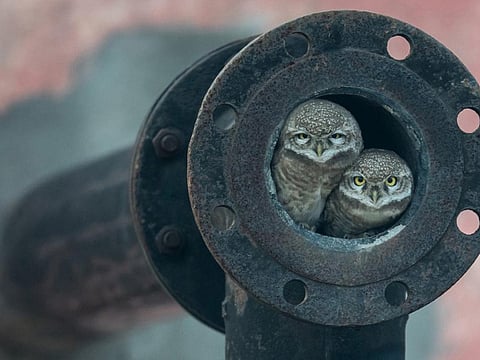 10-year-old Indian boy wins international wildlife photography award
