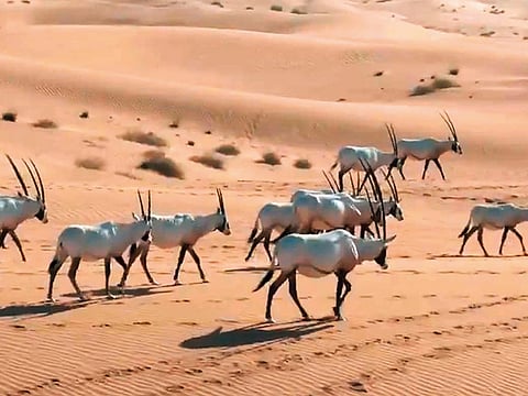 A video grab of an oryx herd from the Wild Dubai documentary.