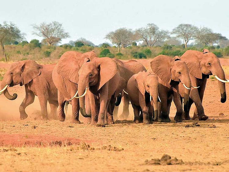 1.2295693-1217409549