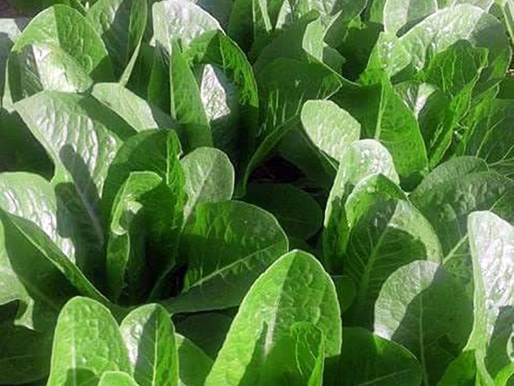 RDS_181105 Organic Food Spinach