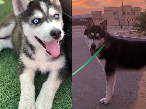 Mickey is a 10-month-old Husky who was stolen from his home in Dubai.