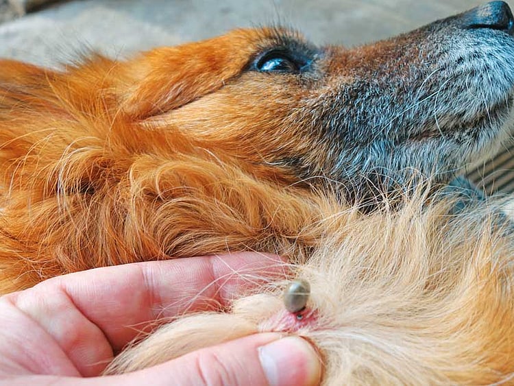 1.2296456-1426854394