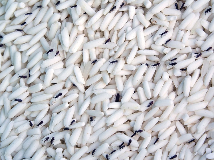 Insects in grain