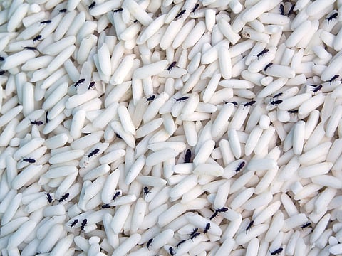 Insects in grain