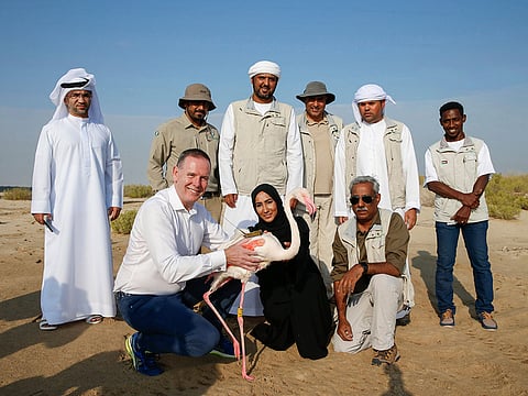 The Abu Dhabi Birdathon will see a total of 10 flamingos being released and tracked over the next four months. 