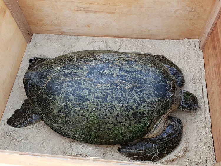 RDS_181115 Turtle Rehabilitation 3