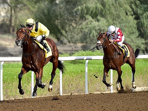 Draco, ridden by Tadhg O’Shea wins the Emirates NBD handicap race at Jabel Ali racecourse.