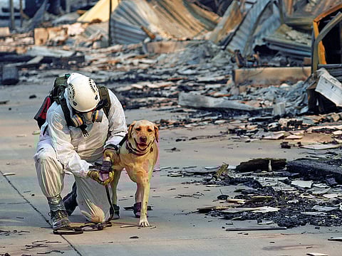 A search and rescue worker and his dog during a search for human remains at a site ravaged by the Camp Fire in Paradise, California, on November 16.
