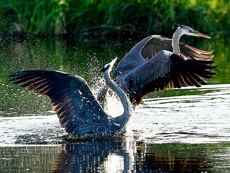 Birds playing in the water