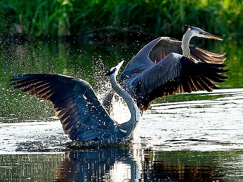 Birds playing in the water in the UAE. Abu Dhabi Golf Club is documenting all birdlife spotted on the course. 
