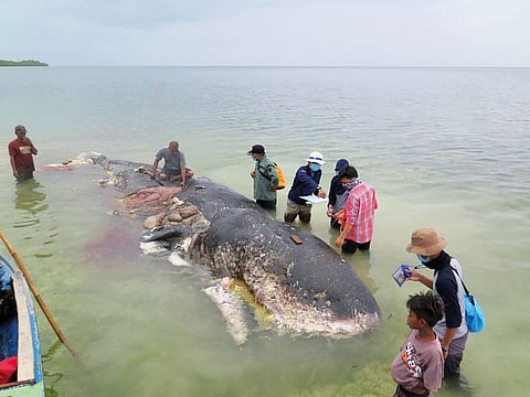 A stranded whale with plastic in his belly is seen in Wakatobi, Southeast Sulawesi, Indonesia.
