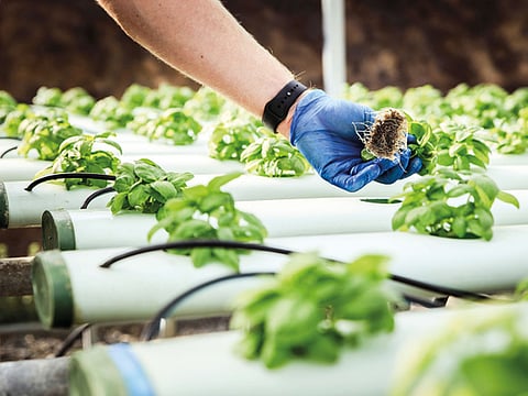 Basil grown inside a hydroponic greenhouse at Archi’s Acres in Escondido, California, Nov. 14, 2016.