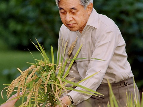 In this Sept. 26, 2005, file photo, provided by the Imperial Household Agency of Japan, Japanese Emperor Akihito uses a sickle to reap rice grown at a paddy field in the compound of the Imperial Palace in Tokyo.
